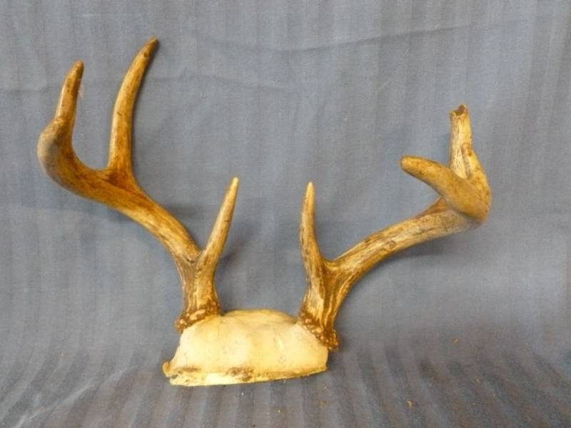 lot 103 image: Deer Antler