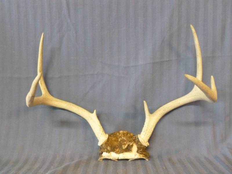 lot 104 image: Deer Antler