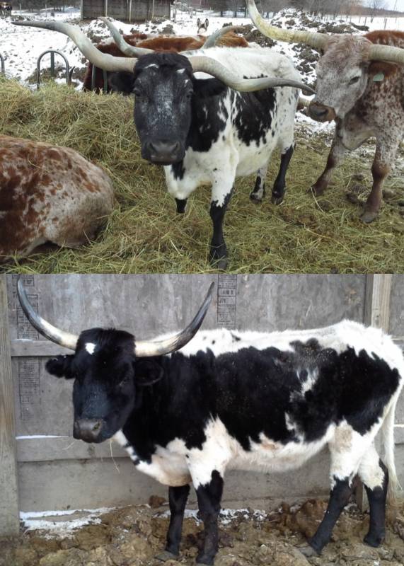 Pair of Texas Longhorn Cows