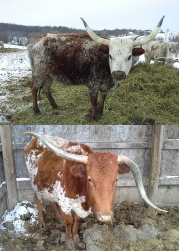 Maple Lake Grass-Fed Longhorns | K-BID