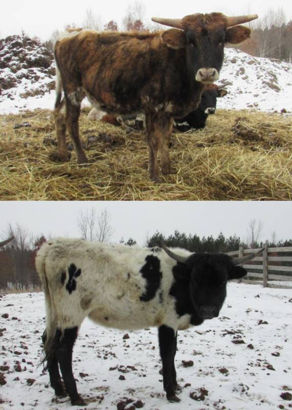Pair of Texas Longhorn Heifers