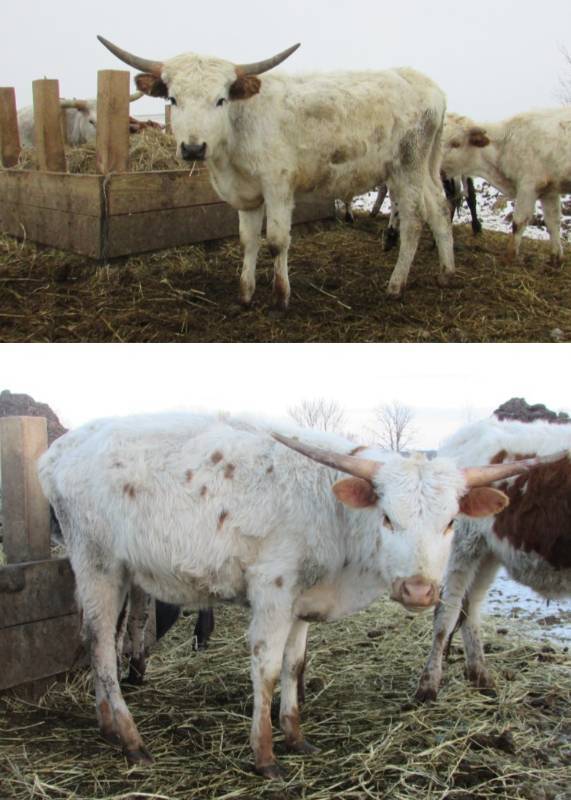 Pair of Texas Longhorn Steers