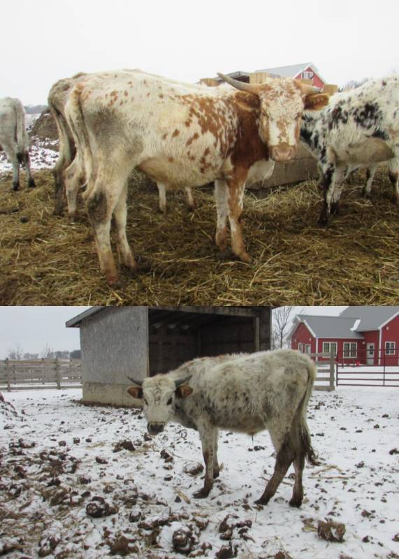 Pair of Texas Longhorn Steers