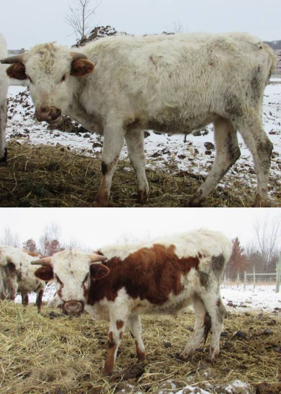 Pair of Texas Longhorn Steers