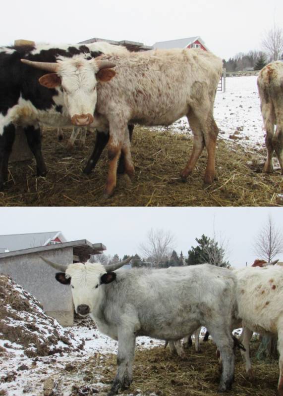 Pair of Texas Longhorn Steers