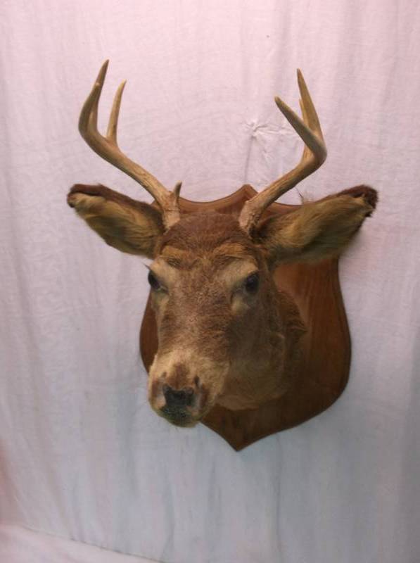 Deer Mount