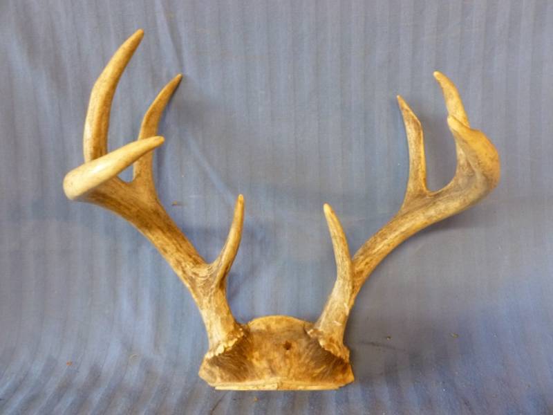 lot 135 image: Deer Antler