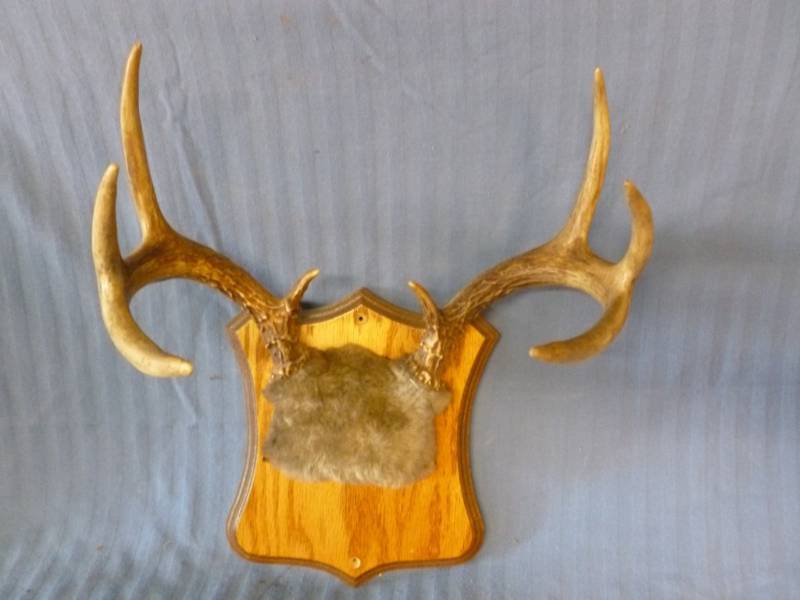 lot 136 image: Deer Antler