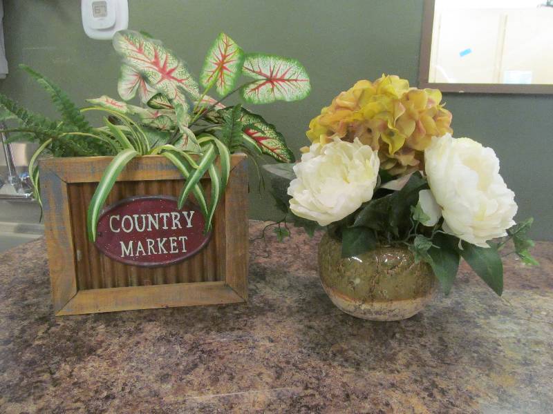 plant arrangements