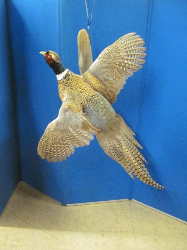 lot 112 image: Partial Albino pheasant rooster