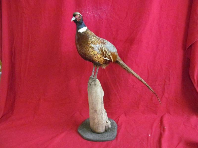 lot 114 image: pheasant rooster