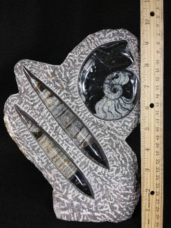 lot 1 image: Large 10 Genuine Ammonite & Belemite  Fossil Display