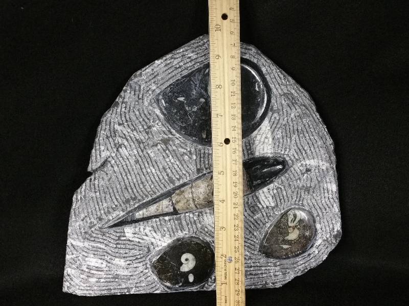 lot 2 image: Large 10 Genuine Ammonite & Belemite  Fossil Slab