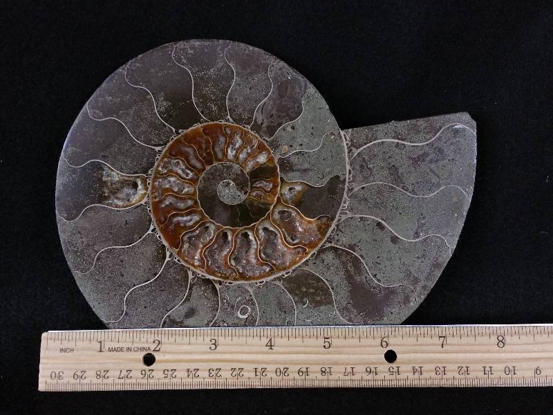 lot 3 image: Large 8 Genuine Aegasteroceras Fossil - Pristine