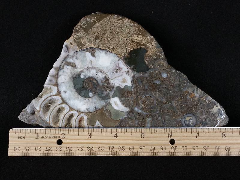 lot 4 image: Large 8 Genuine Ammonite Fossil in Matrix