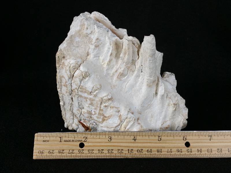 lot 5 image: Large 6 Columbian Wooly Mammouth Jaw Fossil