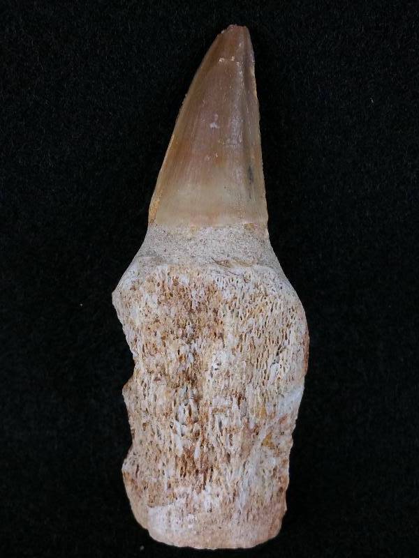 lot 8 image: Rare Bear Tooth and (2) Megalodon Teeth