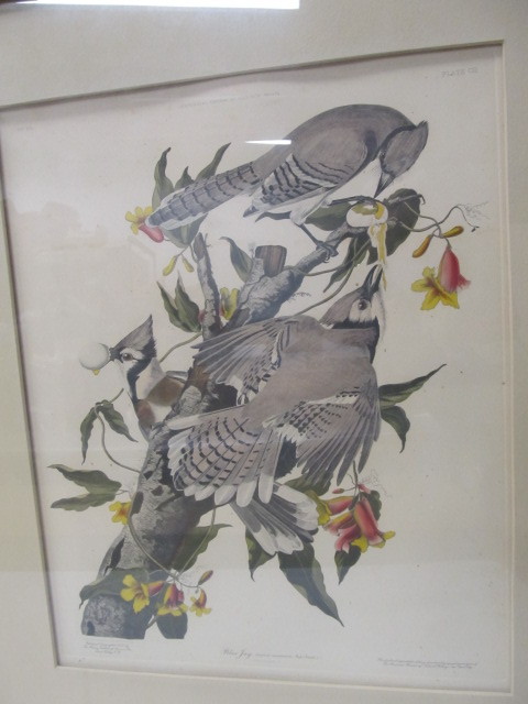 lot 29 image: Vintage 1950 Audubon Hand Colored Copperplate Engraving