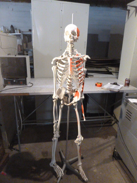 lot 129 image: Skeleton