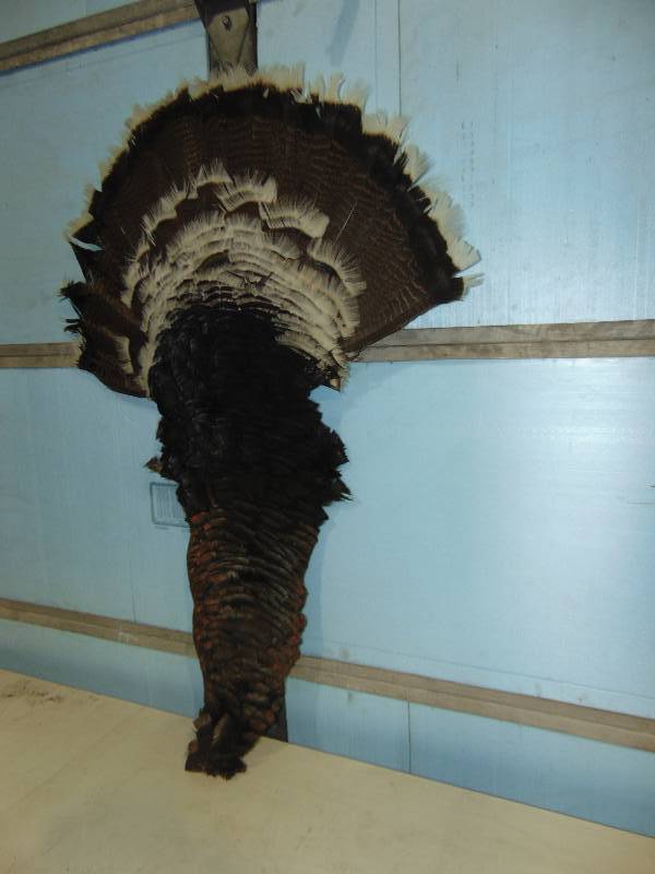lot 50 image: Turkey Tail Feather Mount