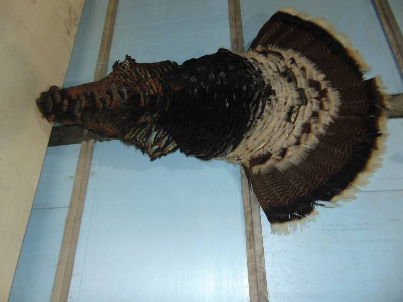 lot 51 image: Turkey Tail Feather Mount