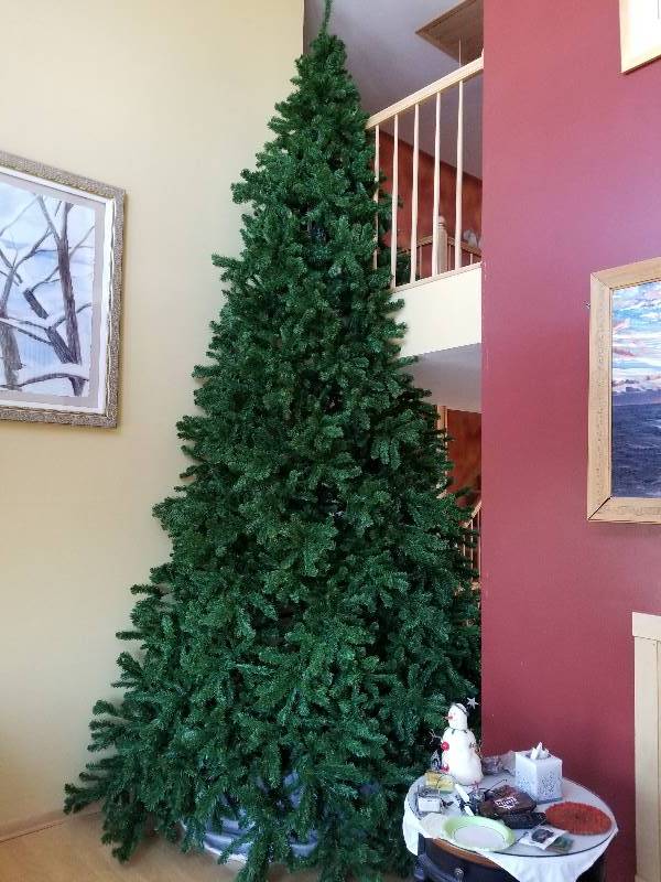 lot 208 image: 15 Arctic Spruce Christmas Tree