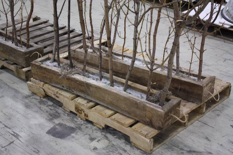 lot 55 image: Decorative Trees