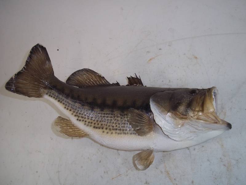 lot 47 image: Largemouth Bass Mount 20