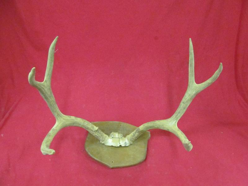 Mule deer antlers