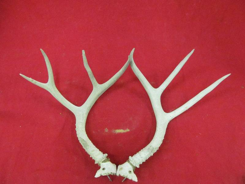 antlers