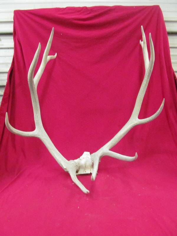 elk antlers