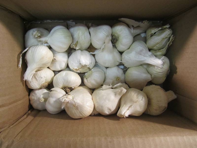 lot 129 image: Box of Garlic About 25 - 30 total....