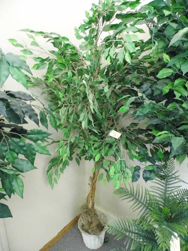 lot 68 image: Artificial Ficus Tree