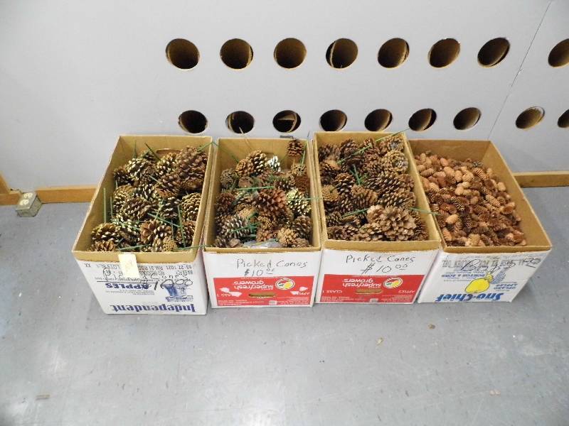 lot 108 image: Assorted Pine Cones
