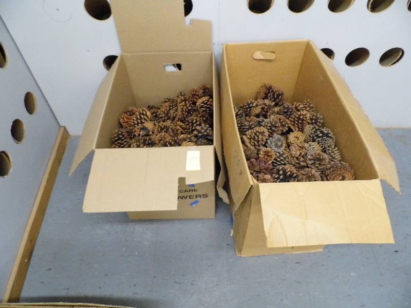 lot 109 image: Assorted Pine Cones