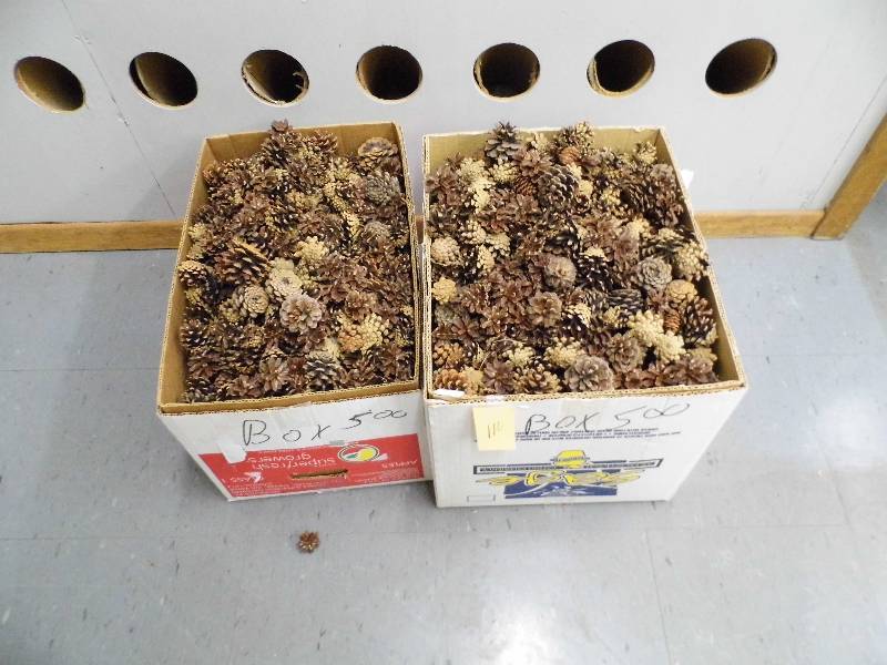 lot 110 image: Assorted Pine Cones