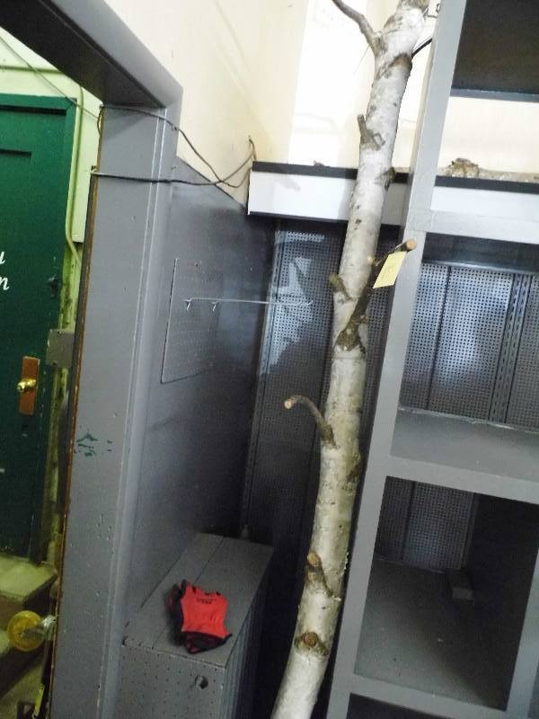 lot 137 image: 3 Large Birch Logs