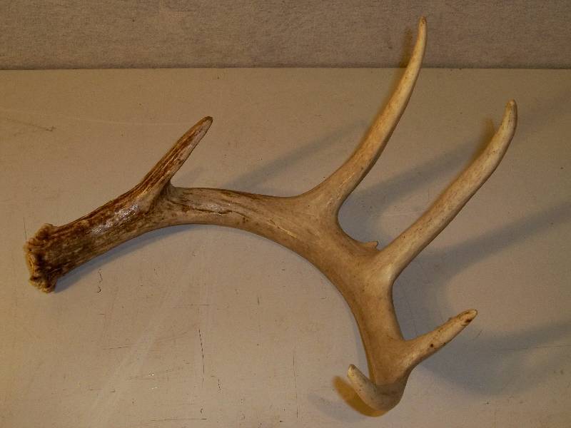 lot 91 image: Antlers