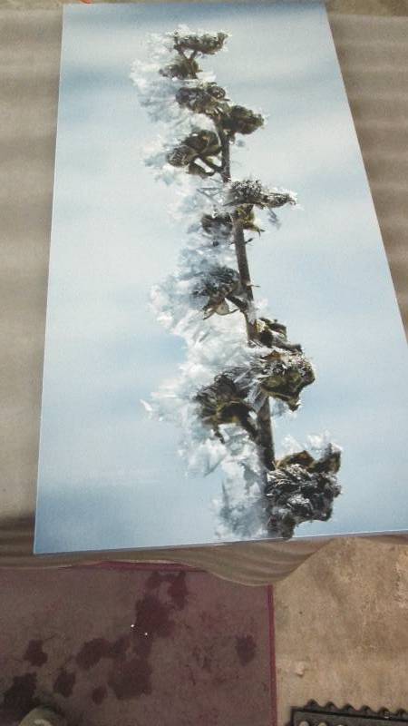 15x30 inch Photo on Canvas...