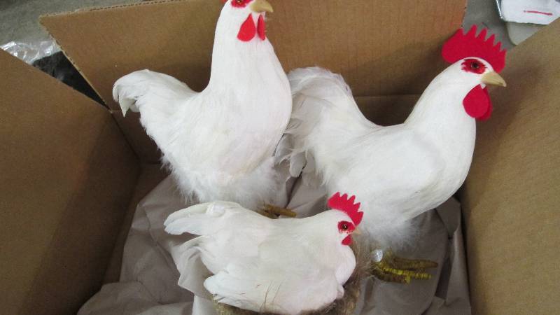 Set of 3 Chickens Photo Props...