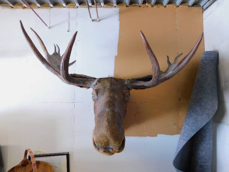 lot 1 image: Vintage Mounted Moose Head