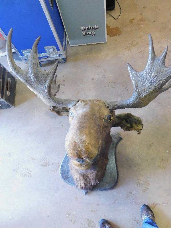 lot 2 image: Vintage Mounted Moose Head