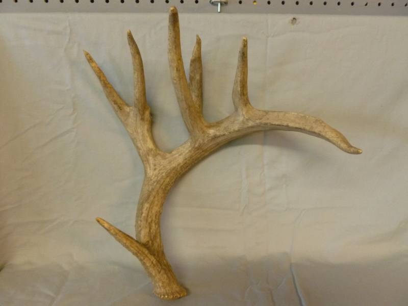 lot 32 image: Deer Antler