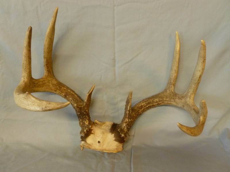 lot 33 image: Deer Antler