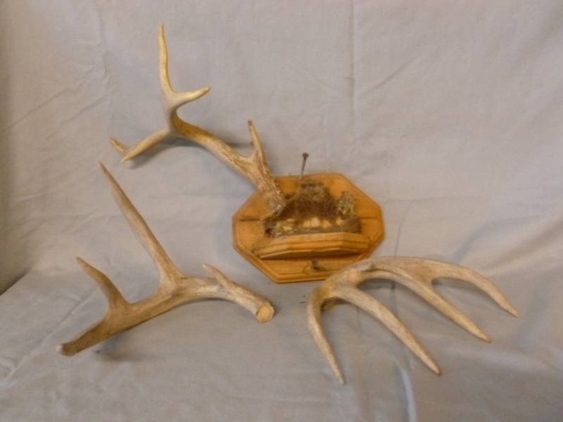 lot 34 image: Deer Antlers