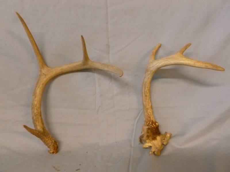 lot 35 image: Deer Antler