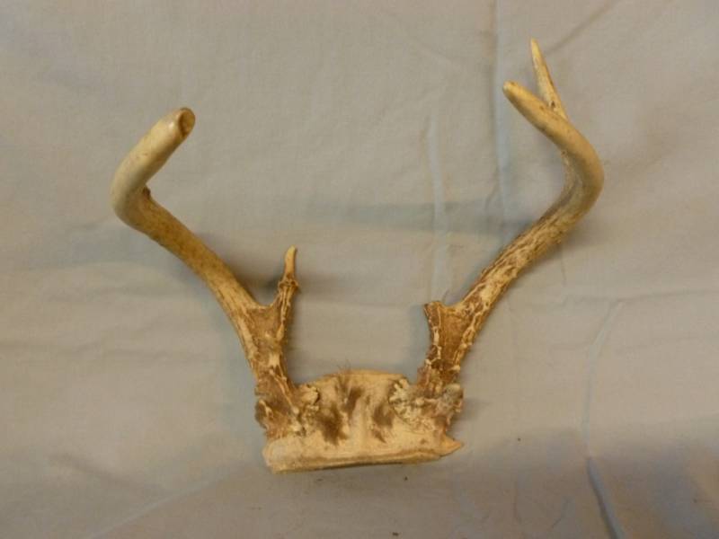 lot 36 image: Deer Antler