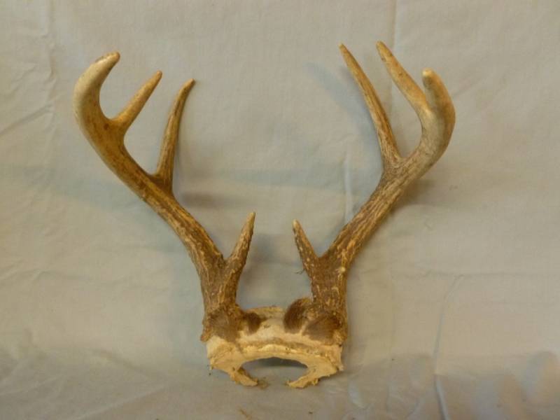 lot 37 image: Deer Antler