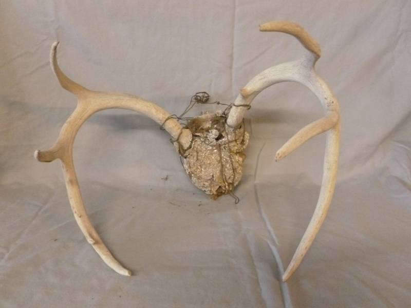 lot 38 image: Deer Antler