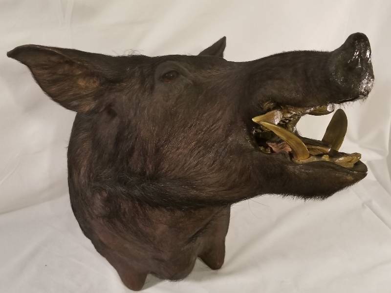 lot 14 image: LARGE BOAR HEAD SHOULDER MOUNT